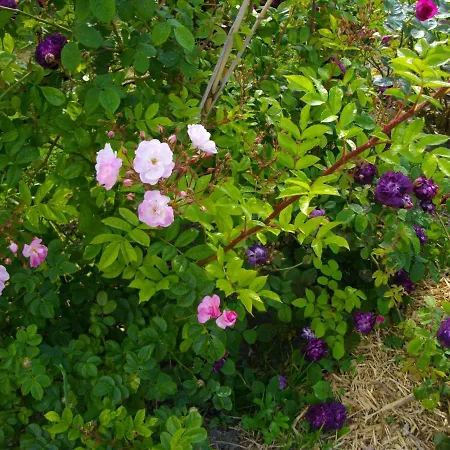 Au Bois Dormant לינה וארוחת בוקר 3*