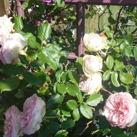 Au Bois Dormant לינה וארוחת בוקר Huby-Saint-Leu