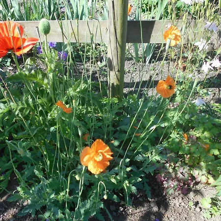 לינה וארוחת בוקר Au Bois Dormant 3*