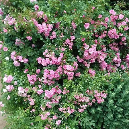 Au Bois Dormant לינה וארוחת בוקר